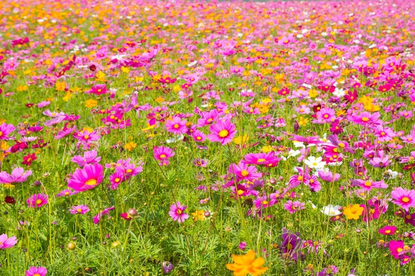 Campo Flores Cosmos Campo Flores Verano —  Fotos de Stock