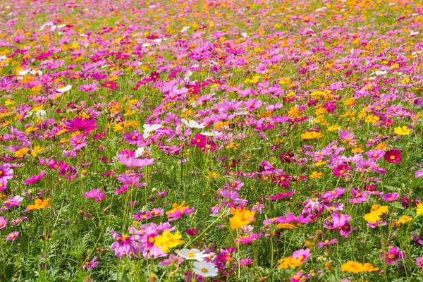 Cosmos Flower Field Flower Field Summer — Stock Photo, Image