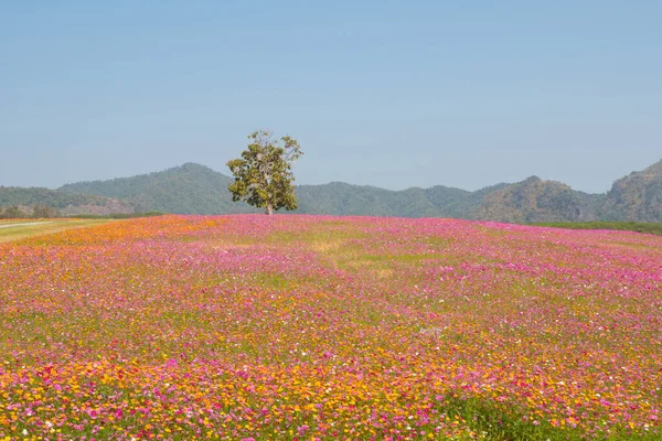 Campo Flores Cosmos Campo Flores Verão — Fotografia de Stock