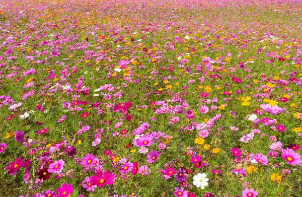 Cosmos flower field. Flower field in summer