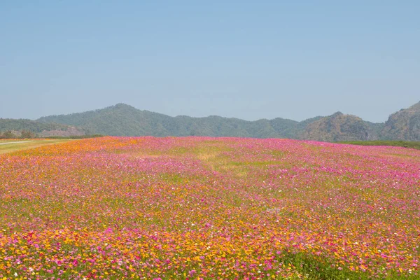 Campo Flores Cosmos Campo Flores Verão — Fotografia de Stock