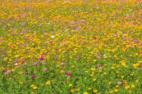 Campo Flores Cosmos Campo Flores Verano —  Fotos de Stock