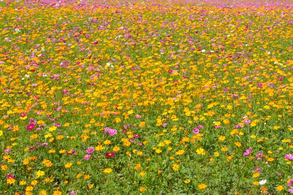 Kosmos Blumenfeld Blumenfeld Sommer — Stockfoto