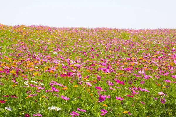 Kozmos çiçek tarlası. Yazın çiçek tarlası