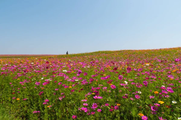 Campo Flores Cosmos Campo Flores Verão — Fotografia de Stock