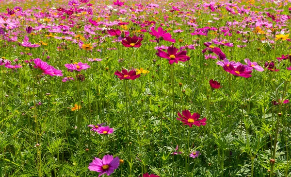 Campo Flores Cosmos Campo Flores Verão — Fotografia de Stock