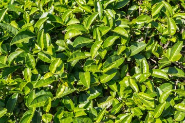 Tayland 'da çay tarlaları.