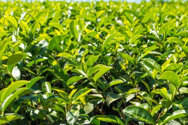 Tayland 'da çay tarlaları.