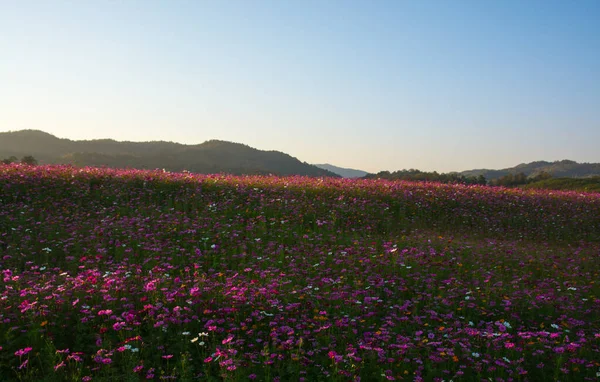 Campo Flores Cosmos Campo Flores Verano —  Fotos de Stock