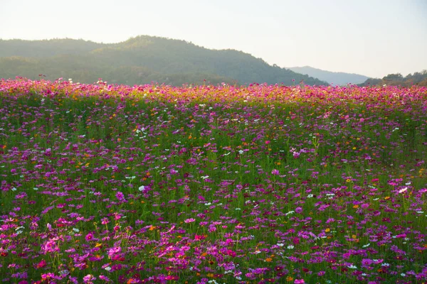 Kozmos çiçek tarlası. Yazın çiçek tarlası