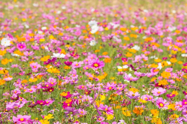 Campo Flores Cosmos Campo Flores Verano —  Fotos de Stock