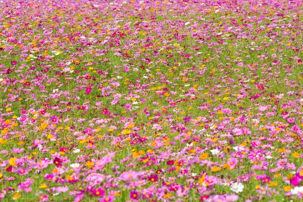 Cosmos flower field. Flower field in summer