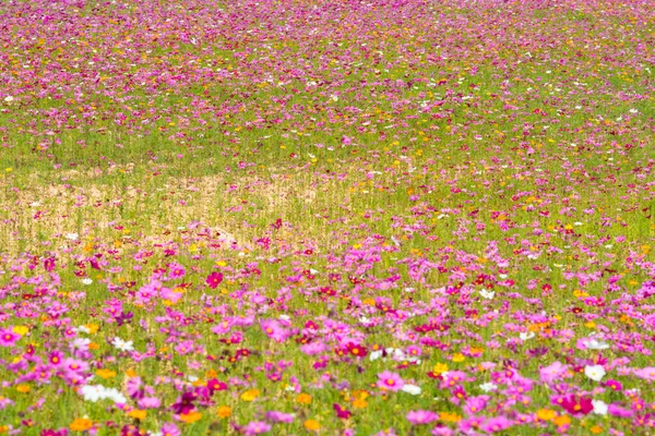 Campo Flores Cosmos Campo Flores Verano —  Fotos de Stock