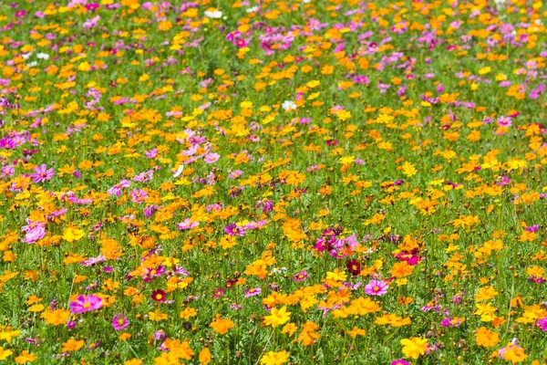 Kozmos çiçek tarlası. Yazın çiçek tarlası