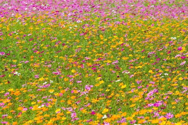 Cosmos Flower Field Flower Field Summer — Stock Photo, Image