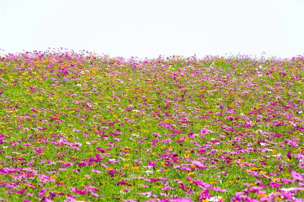 Campo Flores Cosmos Campo Flores Verão — Fotografia de Stock