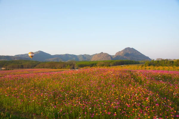 Cosmos flower field. Flower field in summer