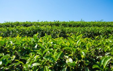 Tayland 'da çay tarlaları.