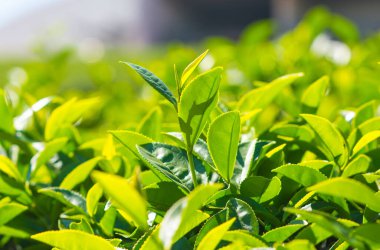 Tayland 'da çay tarlaları.