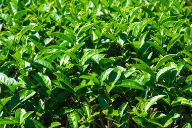 Tayland 'da çay tarlaları.