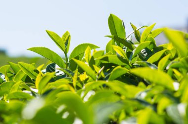 Tayland 'da çay tarlaları.