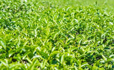 Tayland 'da çay tarlaları.