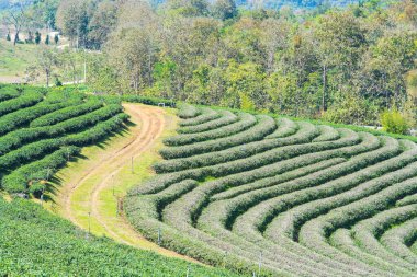 Tayland 'da çay tarlaları.