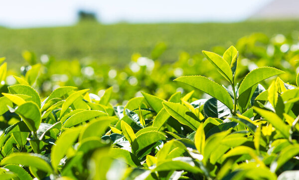 Tea Plantations in thailand.