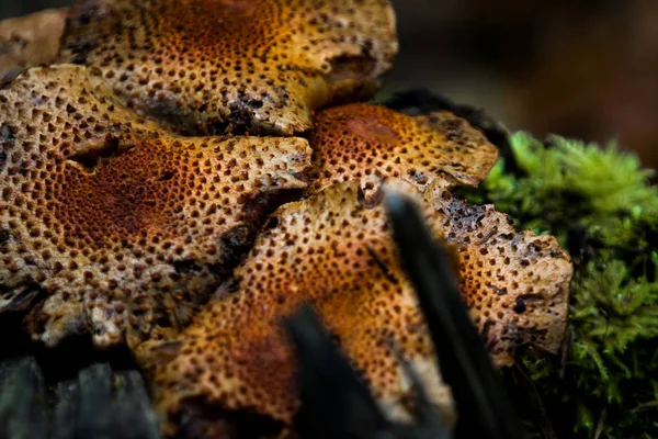 Champignons Sauvages Couleur Léopard — Photo