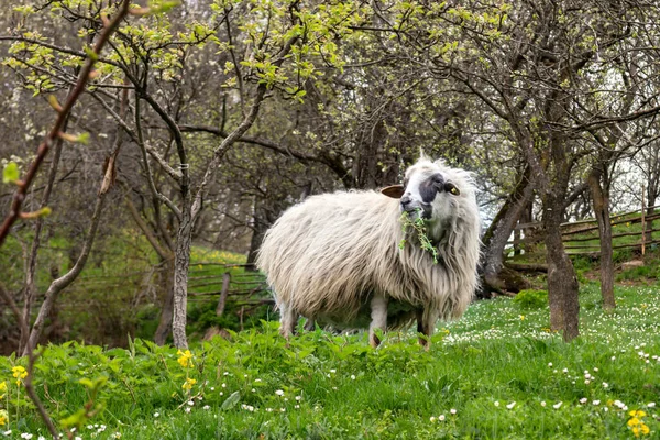 Schafe fressen grünes Gras — Stockfoto
