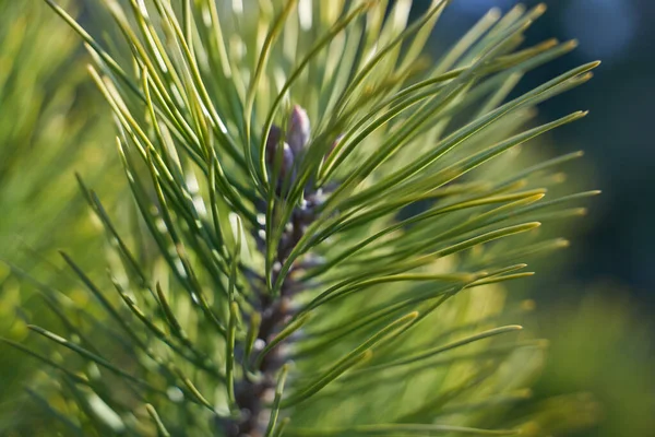 Árvore de abeto closeup — Fotografia de Stock