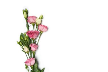 Çiçekler, beyaz arka planda pembe ve beyaz renkte izole.