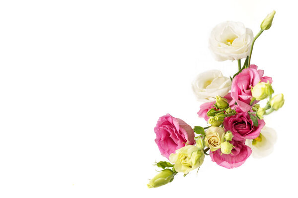 flowers eustoma pink and white on white background isolated