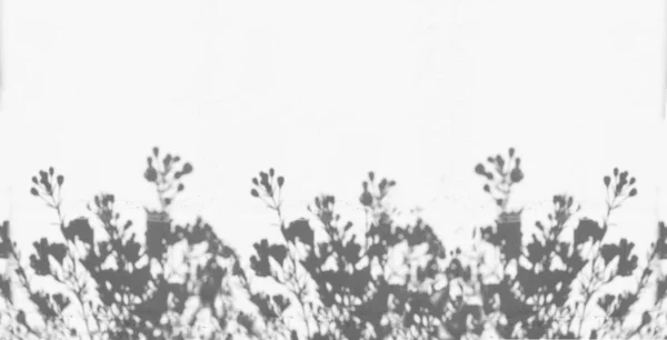 Тени цветов на белой стене — стоковое фото