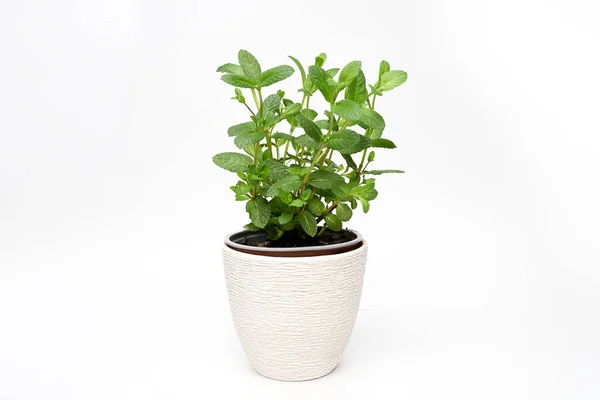 Πράσινο φυτό μέντας πιπεριού που αναπτύσσεται σε λευκό φόντο απομονωμένο — Φωτογραφία Αρχείου