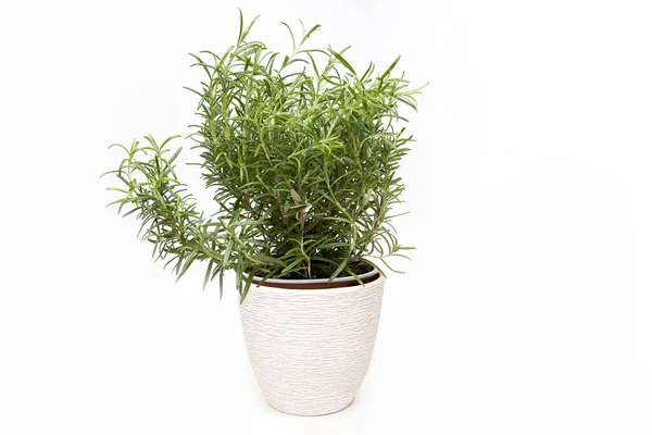 Rosemary planta verde crescendo sobre fundo branco isolado — Fotografia de Stock