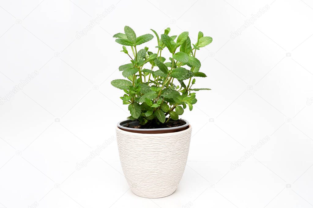 Pepper mint green plant growing on white background isolated