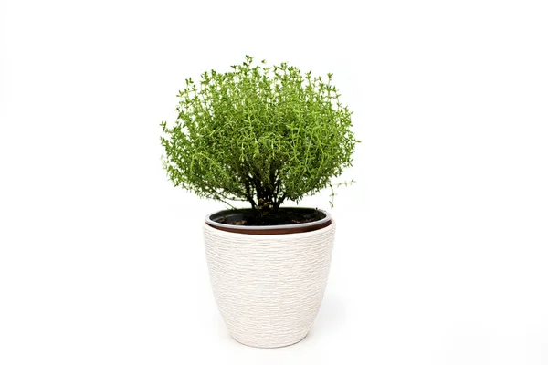 Planta de tomilho verde crescendo em fundo branco isolado — Fotografia de Stock