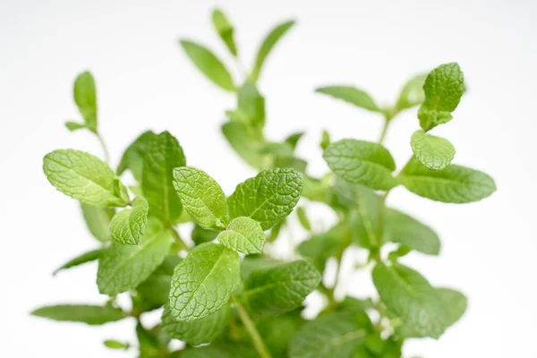 Pepper mint green plant macro on white background isolated