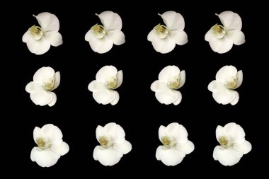 Siyah üzerine beyaz orkide falaenopsis deseni