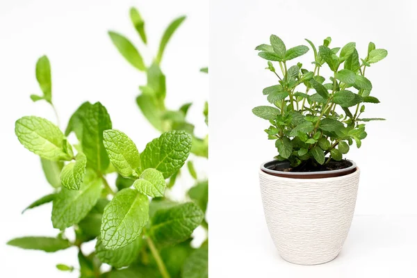 Πράσινο φυτό δυόσμου πιπεριού που αναπτύσσεται σε λευκό φόντο απομονωμένο κολάζ — Φωτογραφία Αρχείου