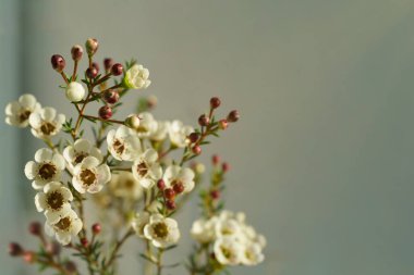 Beyaz çiçekler ve koyu arkaplanda kırmızı çiçekler 
