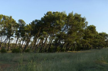 Karadağ 'da yeşil çimenli rüzgarlı bir orman