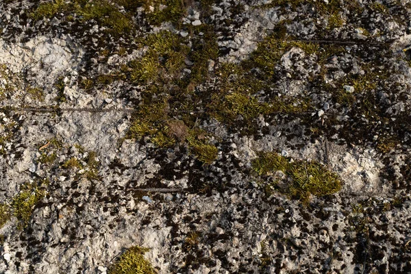 Moss on the stone wall — Stock Photo, Image