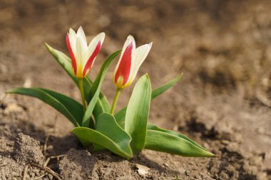 Bahar bahçesinde iki lale