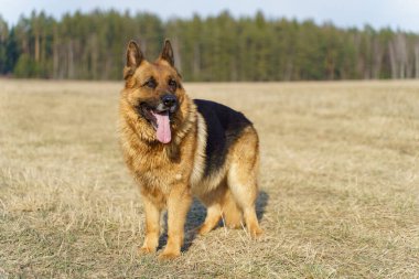 Alman çobanı çimlerin üzerinde