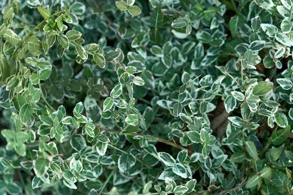 Arbusto de euonymus en el jardín — Foto de Stock