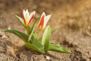 Bahar bahçesinde iki lale