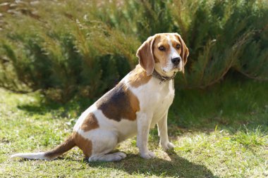 Bahçedeki av köpeği rengi.