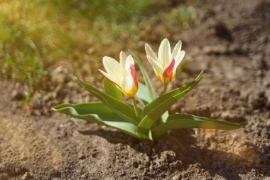 Bahar bahçesinde iki lale